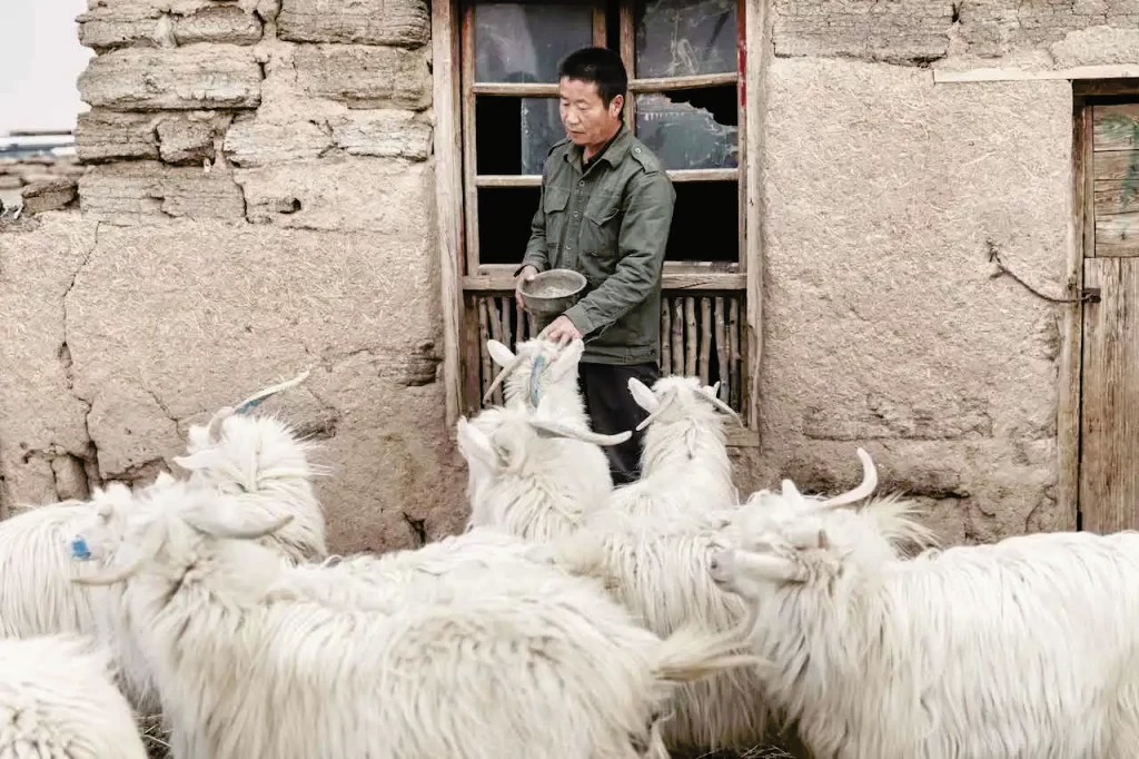 loro piana inner mongolia loro piana cashmere Antonovych Home